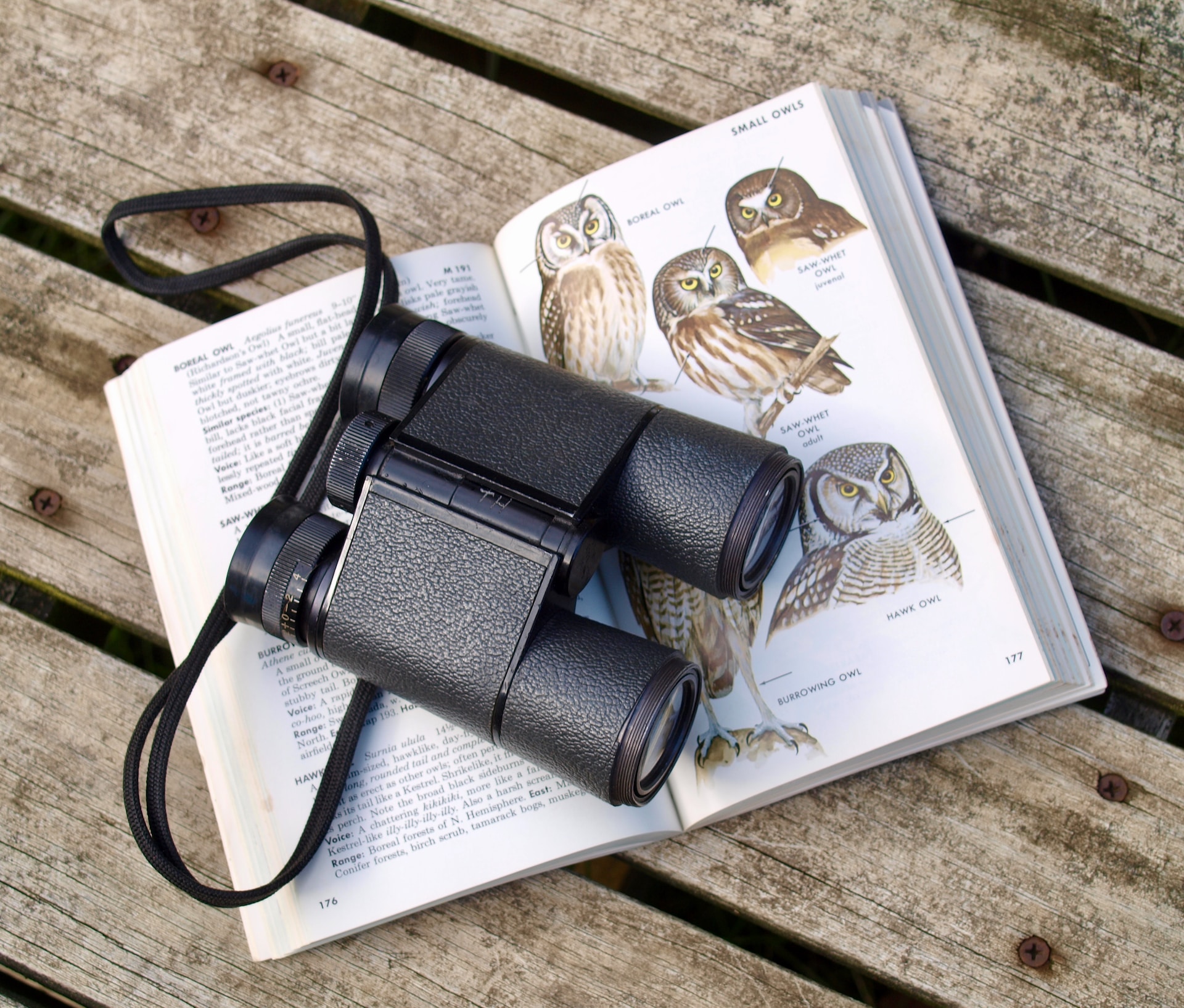 Tweet Your Way to Fun: A Beginner’s Guide to Bird Watching